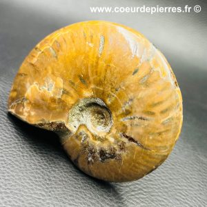 Ammonite iridescente de Madagascar (réf amd31)