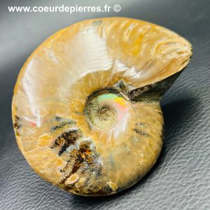 Ammonite iridescente de Madagascar (réf amd31)