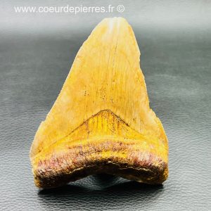 Dent de Mégalodon de Malaisie (réf meg13)