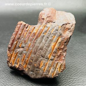 Fossile de tronc de calamite des mines d’Avion “Nord-Pas-de-Calais” (réf fc16)