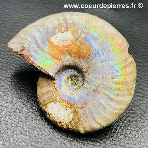 Ammonite iridescente de Madagascar (réf amd2)
