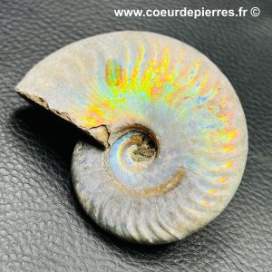 Ammonites iridescence de Madagascar (réf amd18)