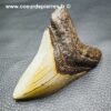 Dent de Mégalodon “Caroline du Sud” (réf meg17) – Image 2