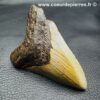 Dent de Mégalodon “Caroline du Sud” (réf meg17) – Image 3