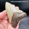 Dent de Mégalodon “Caroline du Sud” (réf meg17) – Image 6