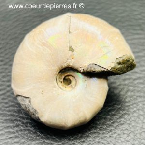 ammonite iridescente