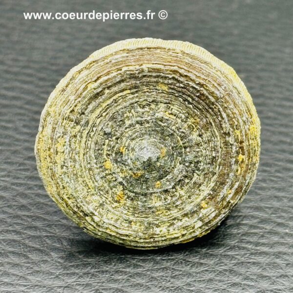 Corail Fossile