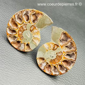 Ammonite sciée de Madagascar (réf am5)