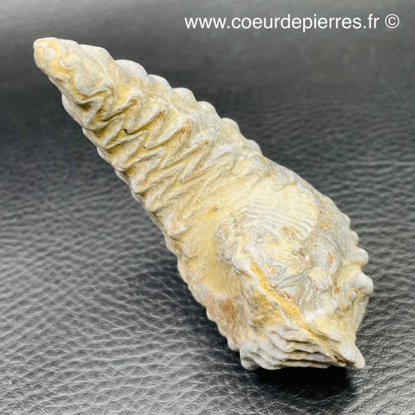 Huitre fossile