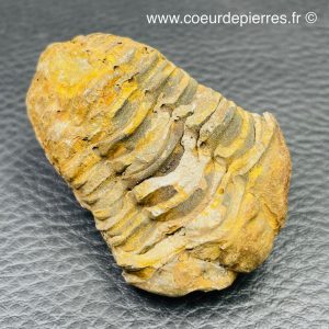 Trilobite commun du Maroc (réf tr11)