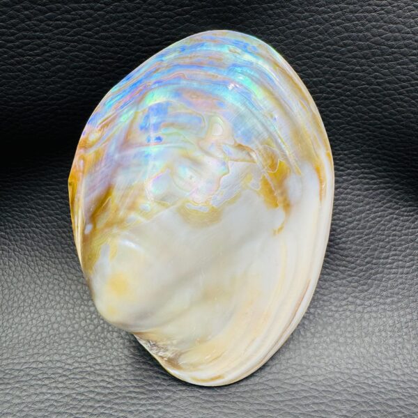 Coquille de Nacre Irisée Naturelle (réf coq1) – Image 2