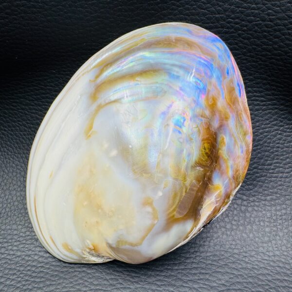 Coquille de Nacre Irisée Naturelle (réf coq1) – Image 3