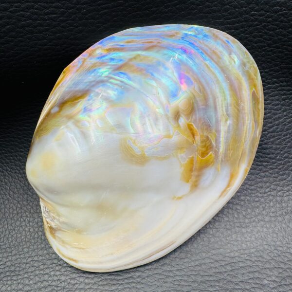 Coquille de Nacre Irisée Naturelle (réf coq1) – Image 4