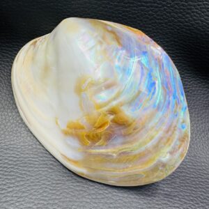 Coquille de Nacre Naturelle
