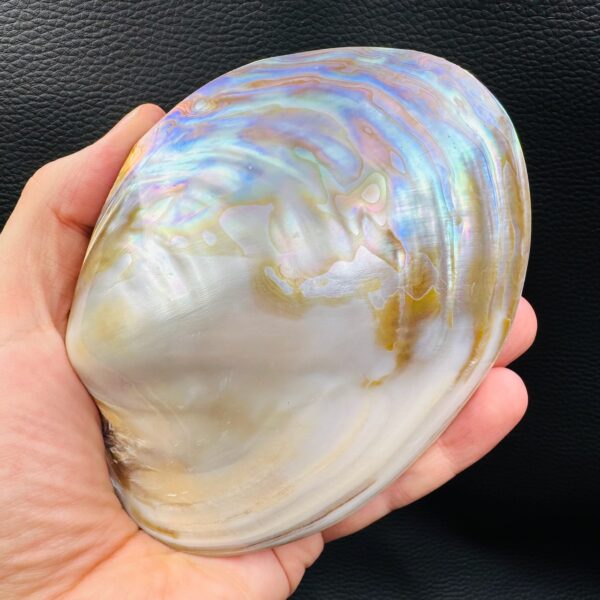 Coquille de Nacre Irisée Naturelle (réf coq1) – Image 5
