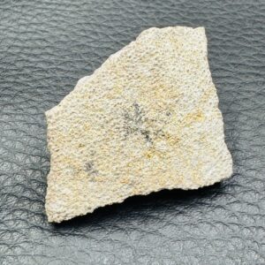Coquille d'Oeuf de Dinosaure