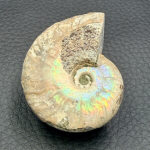 Ammonite