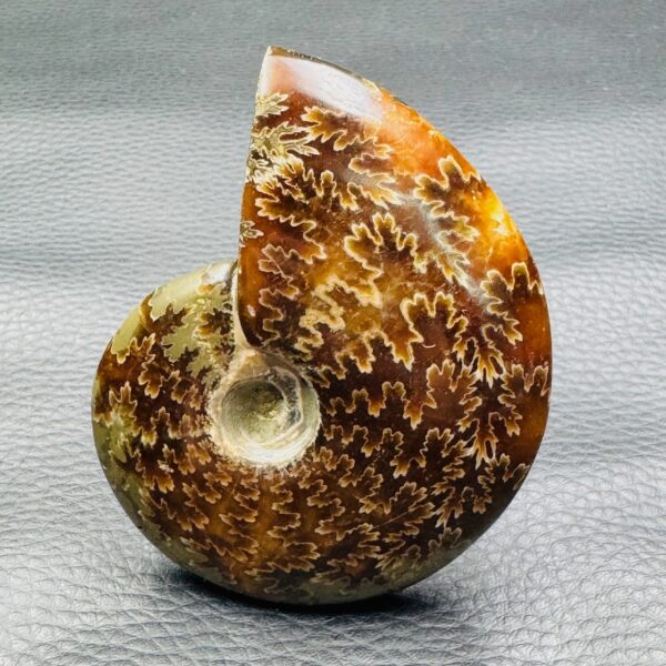 Ammonite polie de Madagascar (réf amd3) – Image 2