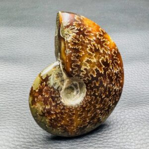 Ammonite