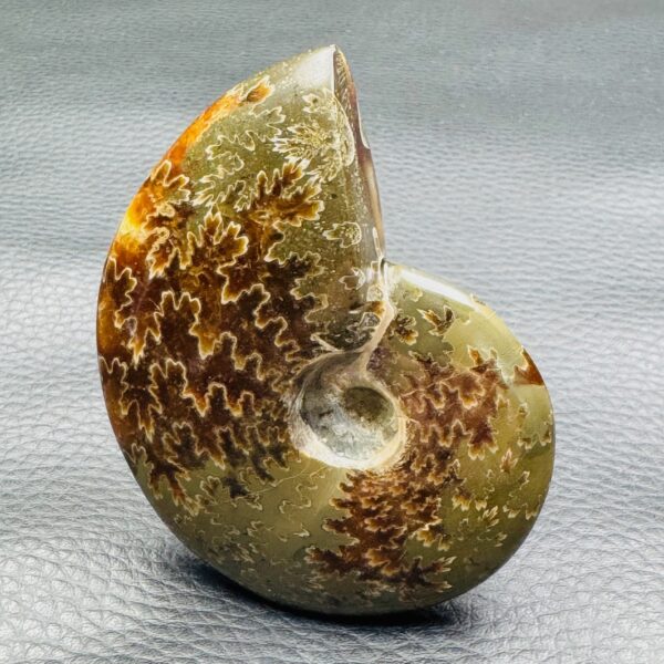 Ammonite polie de Madagascar (réf amd3) – Image 3