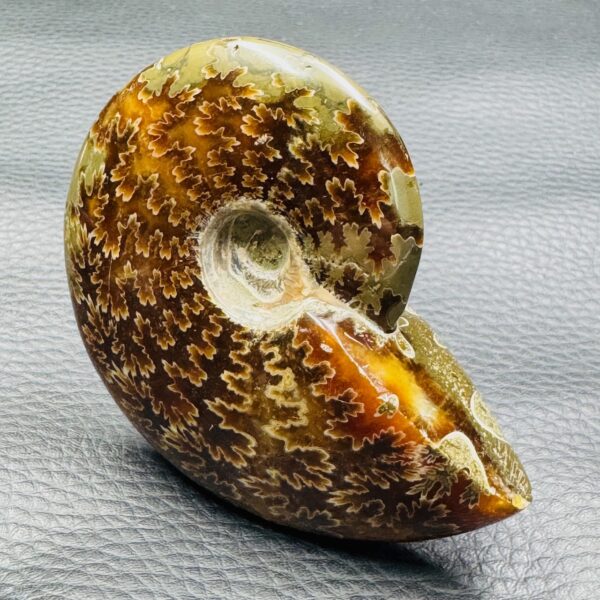 Ammonite polie de Madagascar (réf amd3) – Image 4
