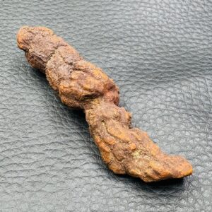 Coprolithe