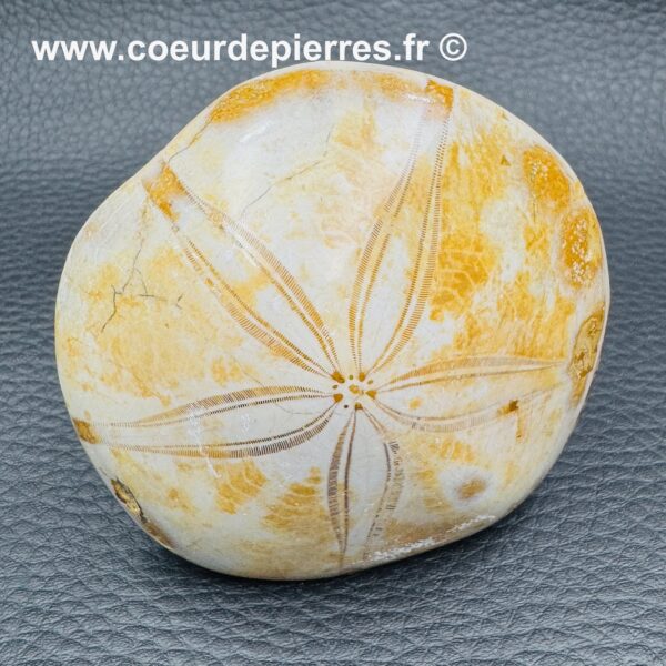 Oursin Fossile