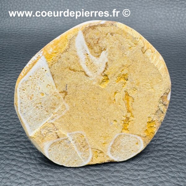 Oursin Fossile Ehinoderme de Madagascar (réf ou11) – Image 3