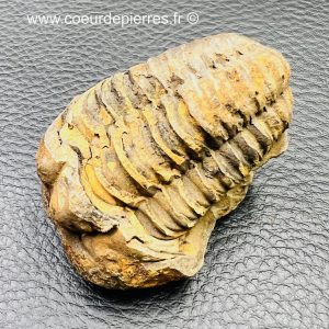 Trilobite commun du Maroc (réf tr1)