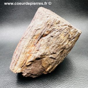 Fossile carbonifère “tronc de calamite” des mines d’Avion « Nord-Pas-de-Calais » (réf fc10)