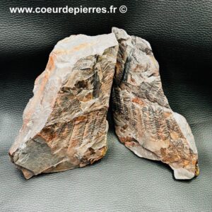 Fossile de fougères arborescente des mines de Carvin (Nord Pas-de-Calais) (réf fc5)