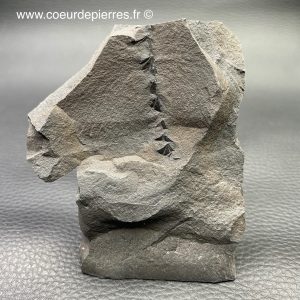 Fossile de fougères arborescente des mines de Carvin (Nord Pas-de-Calais) (réf fc8)