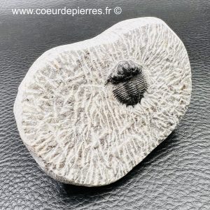 Trilobite « coltraneia » sur gangue du Maroc (réf tr25)