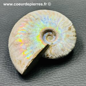 Ammonite iridescente de Madagascar (réf amd18)