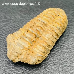 Trilobite commun du Maroc (réf tr26)