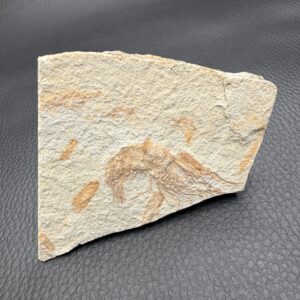 Crevette Fossile