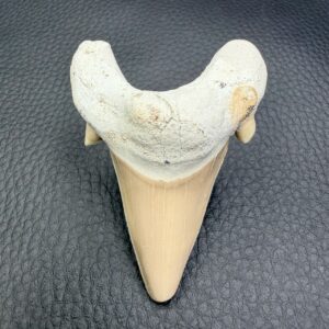 dent de requin fossile