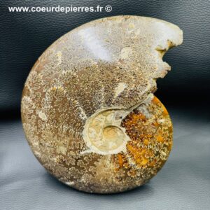 Ammonite de Madagascar “polie”(réf amd20)