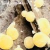 Calcite miel sur gangue de Pologne – Image 4