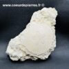 Oursin Scutella Fossile de France (réf ouf3) – Image 2