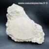 Oursin Scutella Fossile