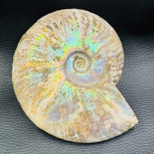 Ammonite Iridescente