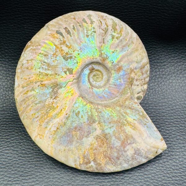 Ammonite Iridescente