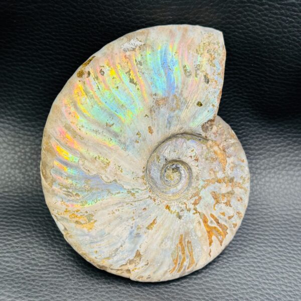 Ammonite iridescente de Madagascar (réf amd18) – Image 2