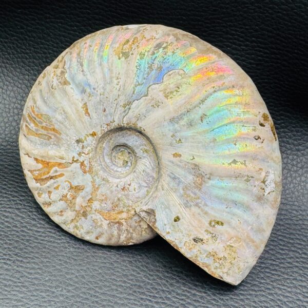 Ammonite iridescente de Madagascar (réf amd18) – Image 3