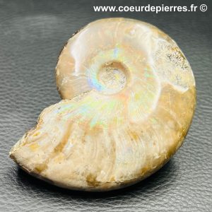 Ammonite iridescente de Madagascar (réf amd32)