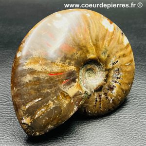 Ammonite iridescente de Madagascar (réf amd5)