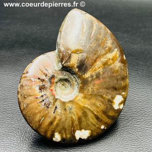 Ammonite iridescente de Madagascar (réf amd5)