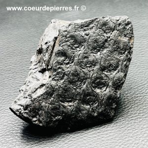 Empreinte de tronc de fougère arborescente des mines d’Avion “Nord-Pas-de-Calais” (réf fc14)