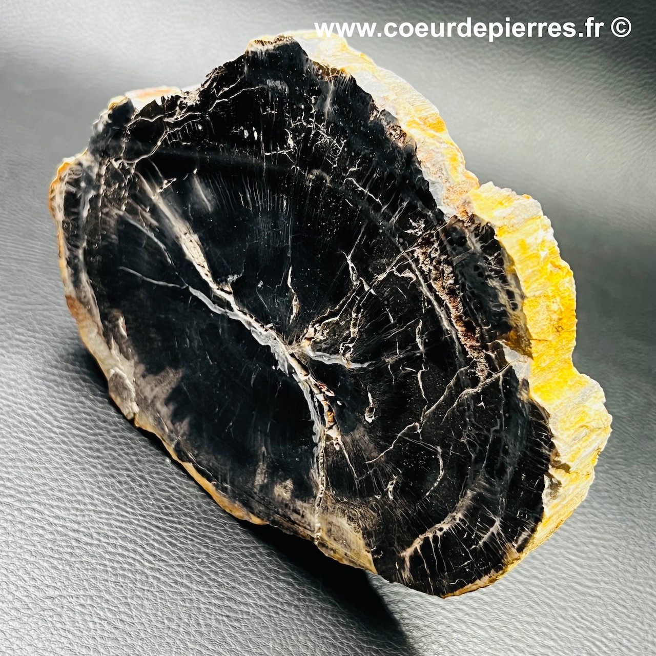 Tranche de bois fossile de Madagascar (réf tb14)
